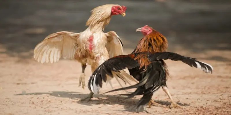 Kinh nghiệm theo dõi ĐÁ GÀ ZBET trọn vẹn