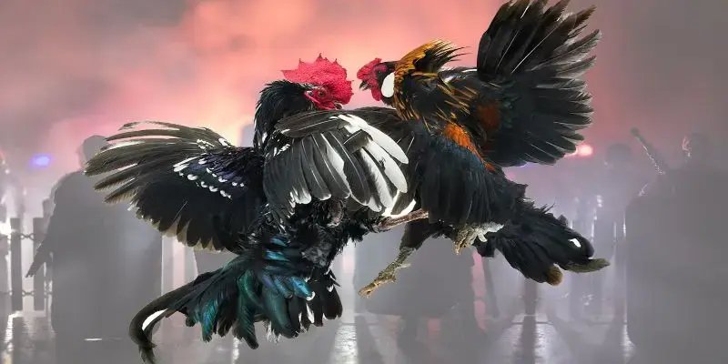 Những ưu điểm nổi bật của thắng thưởng ĐÁ GÀ ZBET